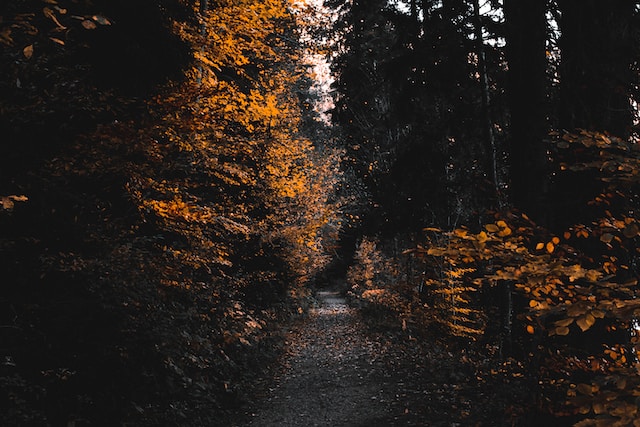 tudor-baciu-Yw7ORdKcOjM-unsplash